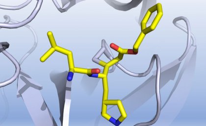 A graphic representation of how a discovered compound inhibits the COVID-19 virus main protease. Credit: Professor Luke Guddat.